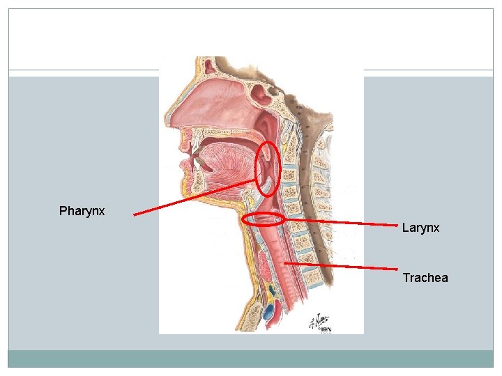 Pharynx Larynx Trachea 