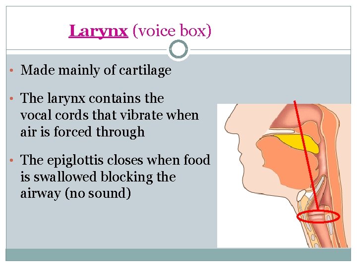 Larynx (voice box) • Made mainly of cartilage • The larynx contains the vocal
