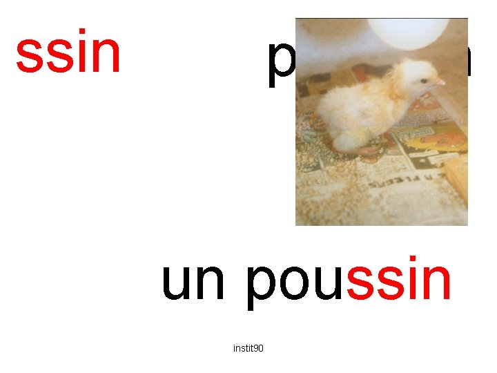 ssin poussin un poussin instit 90 