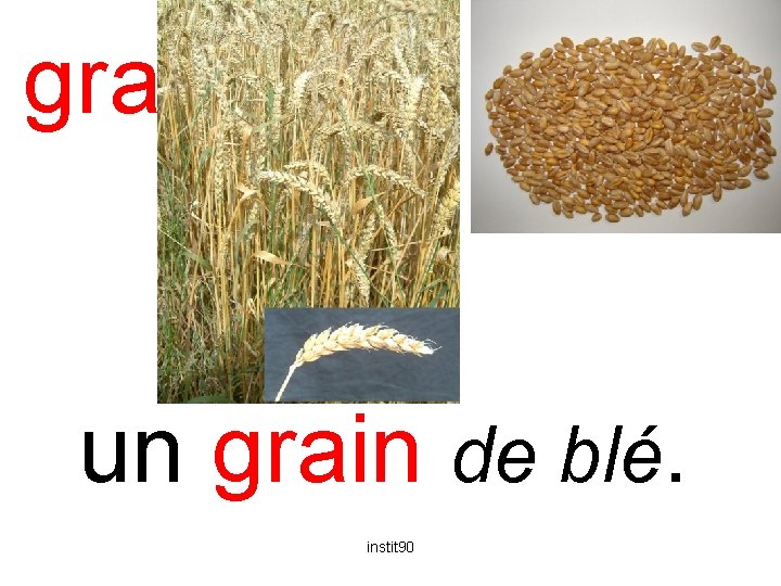grain un grain de blé. instit 90 