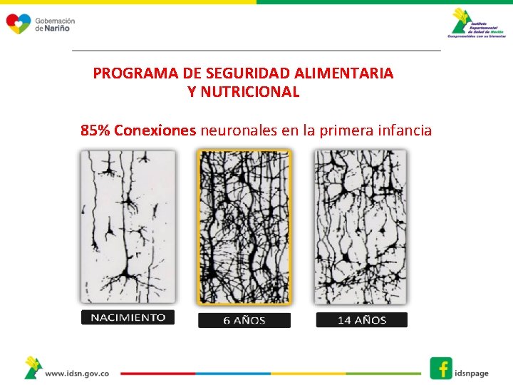 PROGRAMA DE SEGURIDAD ALIMENTARIA Y NUTRICIONAL 85% Conexiones neuronales en la primera infancia 