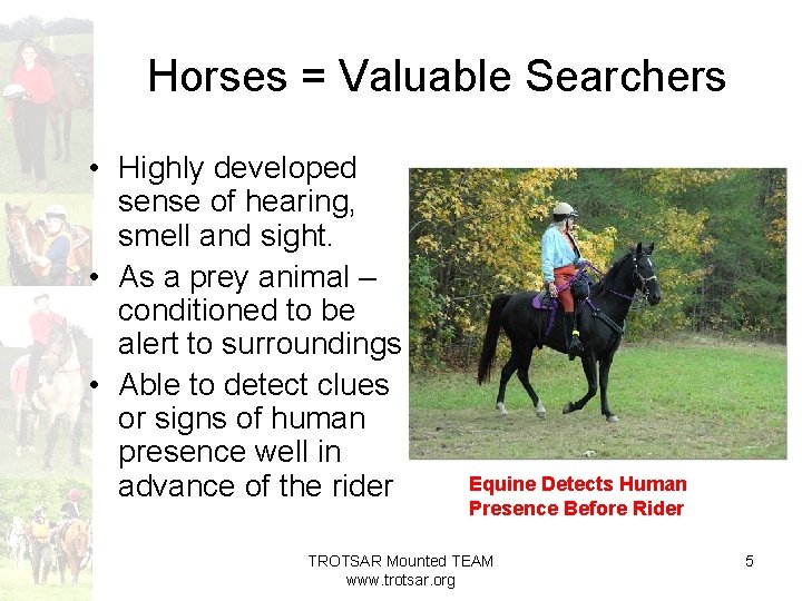 Horses = Valuable Searchers • Highly developed sense of hearing, smell and sight. •