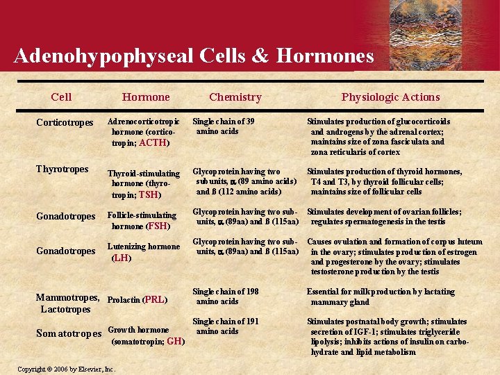 Adenohypophyseal Cells & Hormones Cell Hormone Chemistry Physiologic Actions Adrenocorticotropic hormone (corticotropin; ACTH) Single