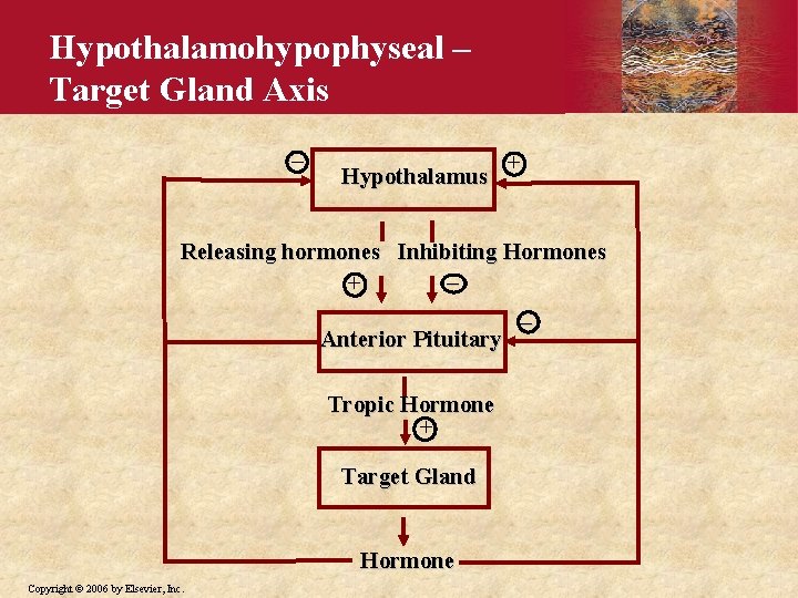 Hypothalamohypophyseal – Target Gland Axis _ Hypothalamus + Releasing hormones Inhibiting Hormones _ +