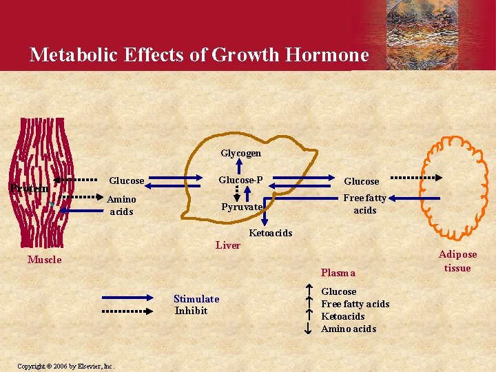 Metabolic Effects of Growth Hormone Glycogen Protein Glucose-P Amino acids Glucose Free fatty acids
