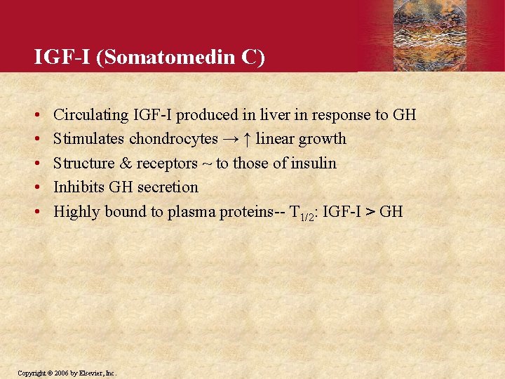 IGF-I (Somatomedin C) • • • Circulating IGF-I produced in liver in response to