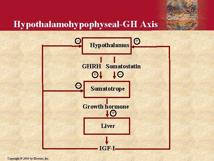 Hypothalamohypophyseal-GH Axis _ Hypothalamus + GHRH Somatostatin _ + _ Somatotrope Growth hormone +