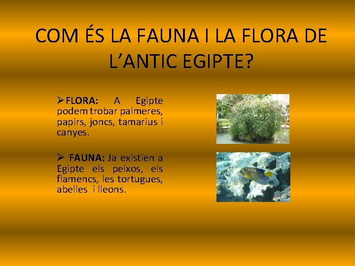 COM ÉS LA FAUNA I LA FLORA DE L’ANTIC EGIPTE? ØFLORA: A Egipte podem