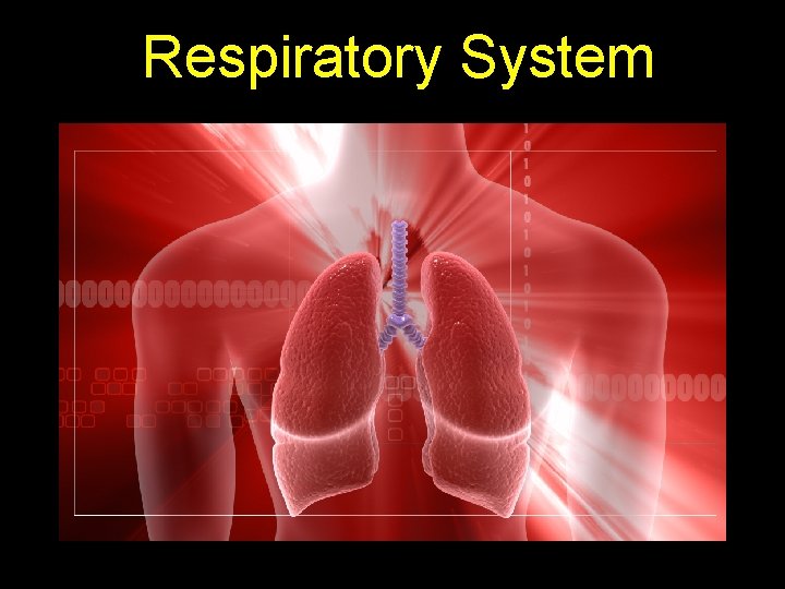 Respiratory System 