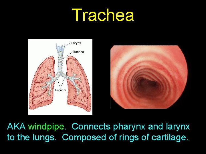 Trachea AKA windpipe. Connects pharynx and larynx to the lungs. Composed of rings of