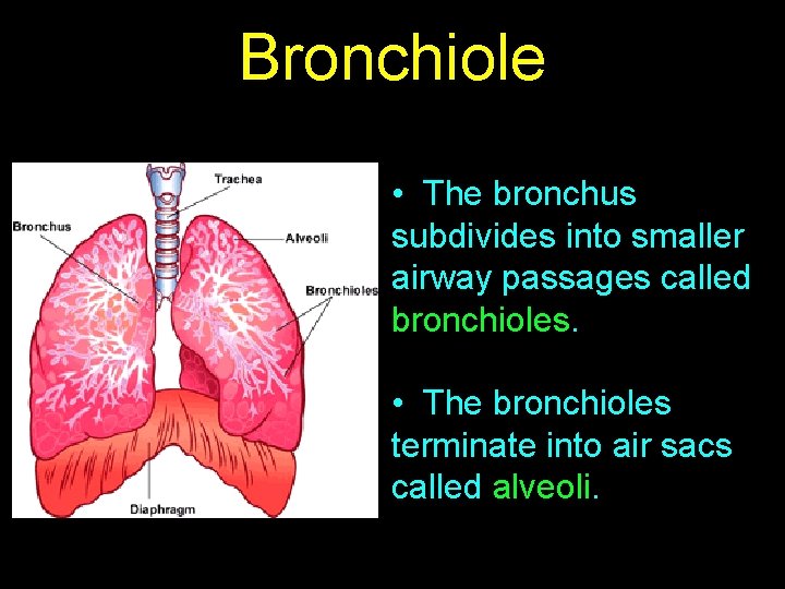 Bronchiole • The bronchus subdivides into smaller airway passages called bronchioles. • The bronchioles