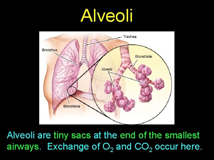 Alveoli are tiny sacs at the end of the smallest airways. Exchange of O