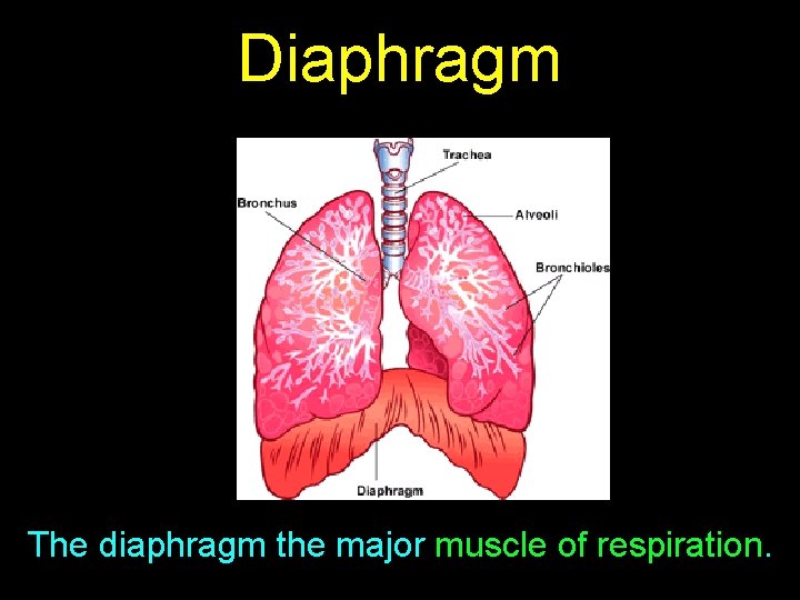 Diaphragm The diaphragm the major muscle of respiration. 