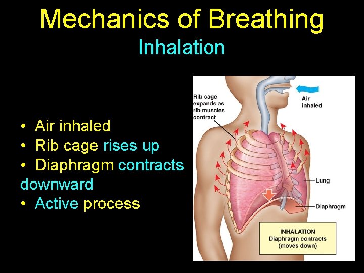 Mechanics of Breathing Inhalation • Air inhaled • Rib cage rises up • Diaphragm