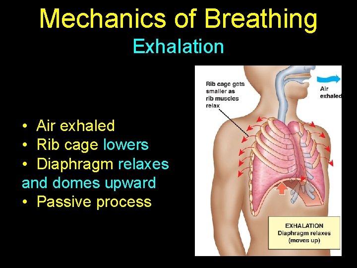 Mechanics of Breathing Exhalation • Air exhaled • Rib cage lowers • Diaphragm relaxes