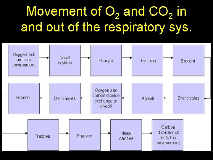 Movement of O 2 and CO 2 in and out of the respiratory sys.