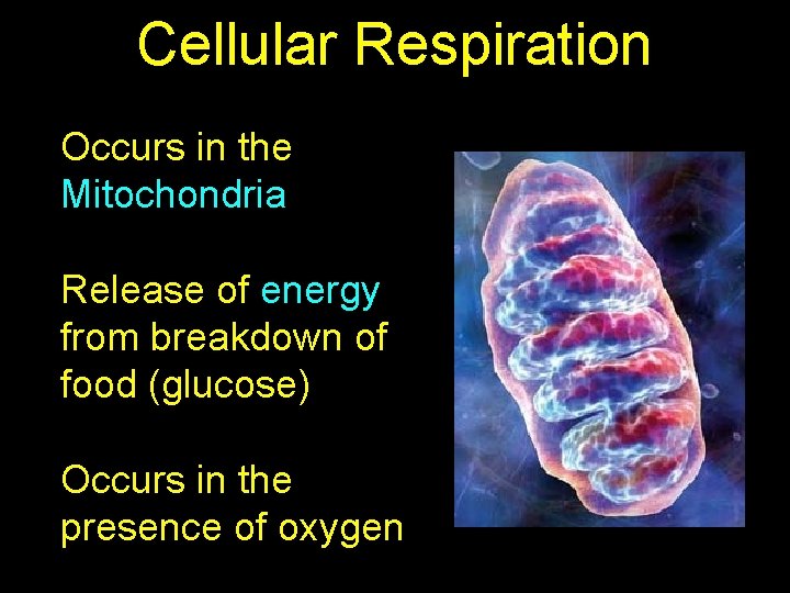 Cellular Respiration Occurs in the Mitochondria Release of energy from breakdown of food (glucose)