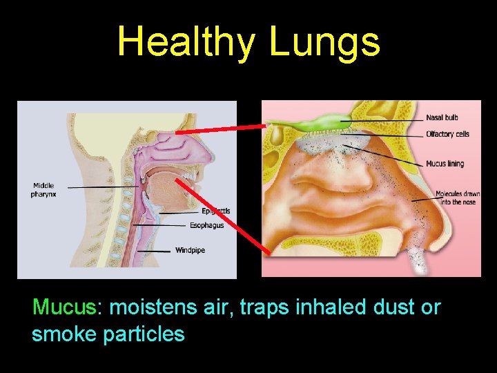 Healthy Lungs Mucus: moistens air, traps inhaled dust or smoke particles 