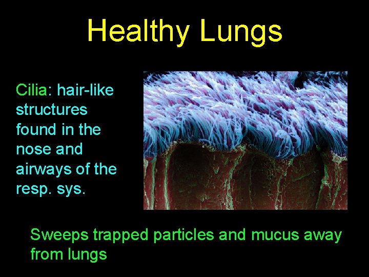 Healthy Lungs Cilia: hair-like structures found in the nose and airways of the resp.