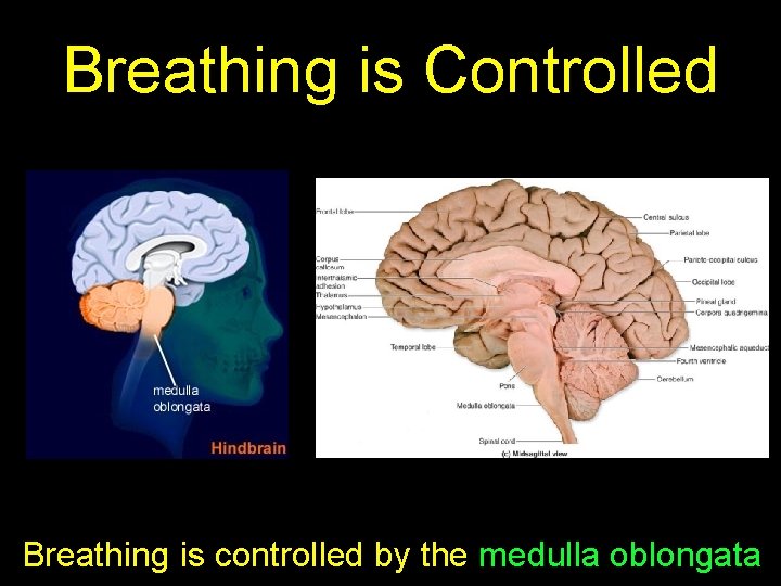 Breathing is Controlled Breathing is controlled by the medulla oblongata 