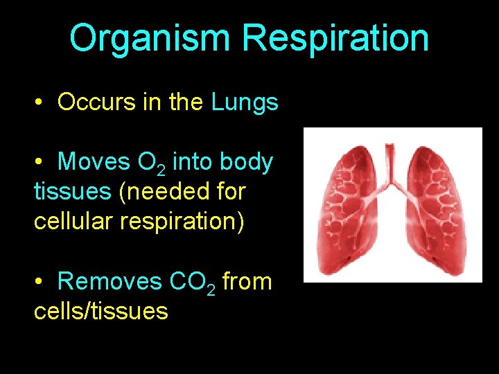 Organism Respiration • Occurs in the Lungs • Moves O 2 into body tissues