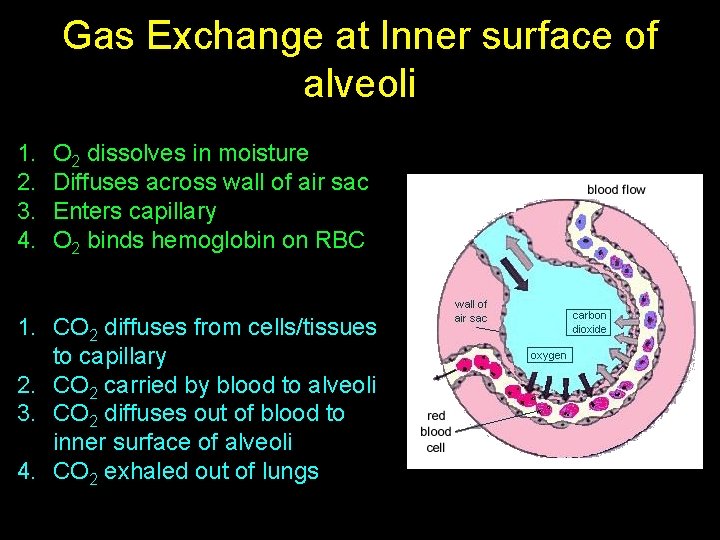 Gas Exchange at Inner surface of alveoli 1. 2. 3. 4. O 2 dissolves