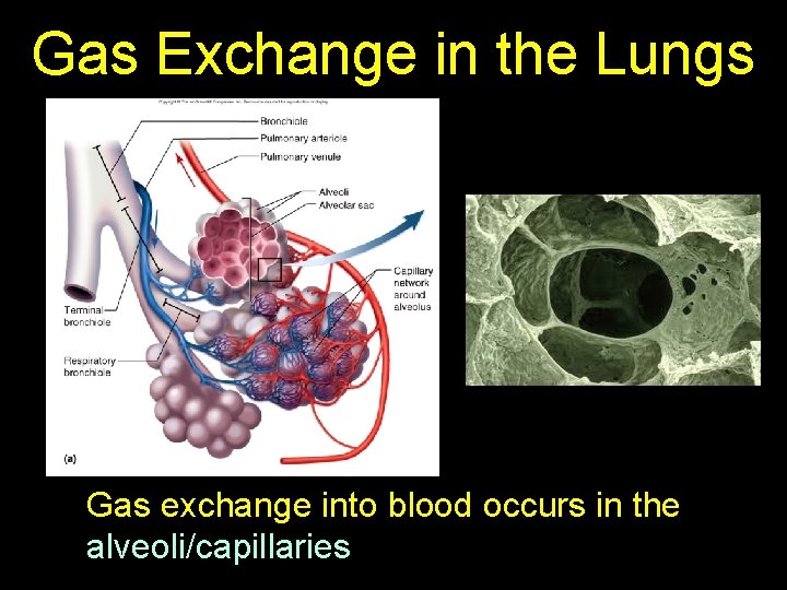 Gas Exchange in the Lungs Gas exchange into blood occurs in the alveoli/capillaries 