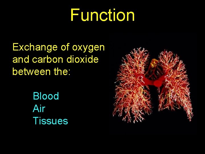 Function Exchange of oxygen and carbon dioxide between the: Blood Air Tissues 