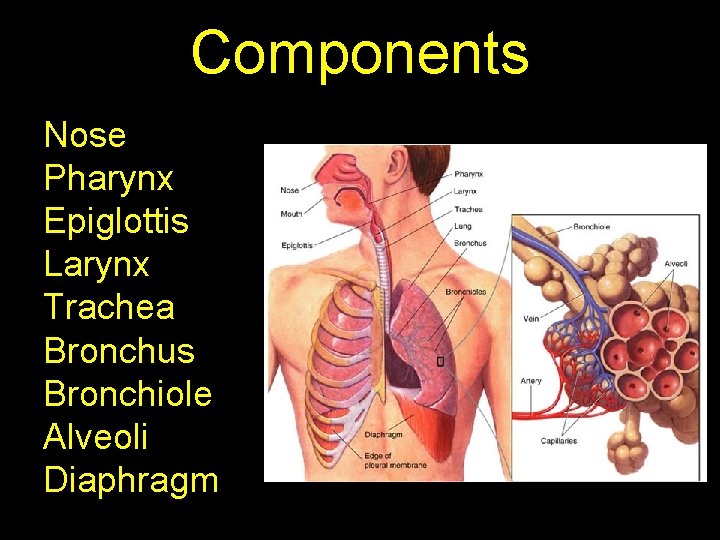 Components Nose Pharynx Epiglottis Larynx Trachea Bronchus Bronchiole Alveoli Diaphragm 