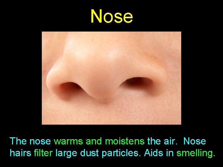 Nose The nose warms and moistens the air. Nose hairs filter large dust particles.