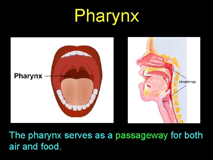 Pharynx The pharynx serves as a passageway for both air and food. 