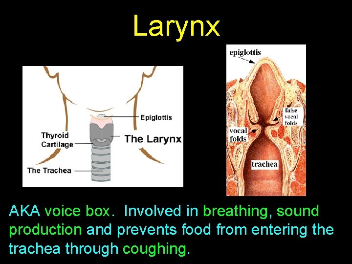 Larynx AKA voice box. Involved in breathing, sound production and prevents food from entering