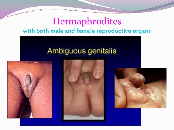 Hermaphrodites with both male and female reproductive organs Hermaphrodites with both male and female reproductive organs