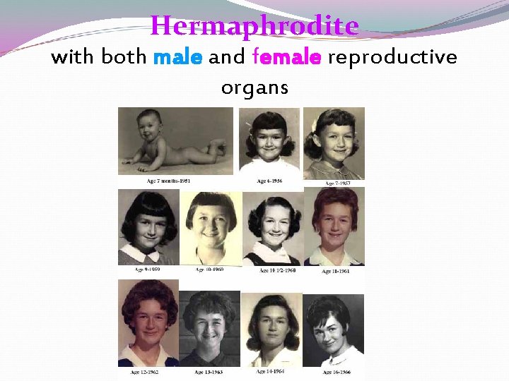 Hermaphrodite with both male and female reproductive organs Hermaphrodite with both male and female reproductive organs
