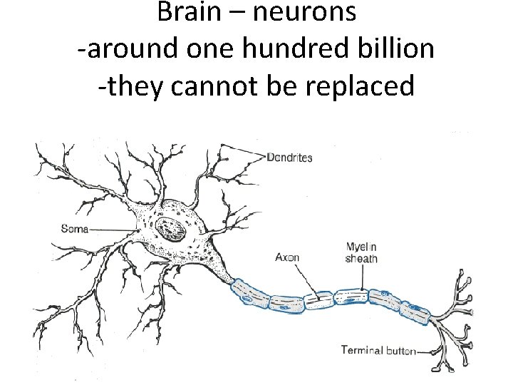 Brain Brain neurons around one hundred billion they