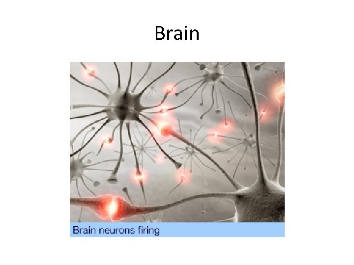 Brain Brain neurons around one hundred billion they