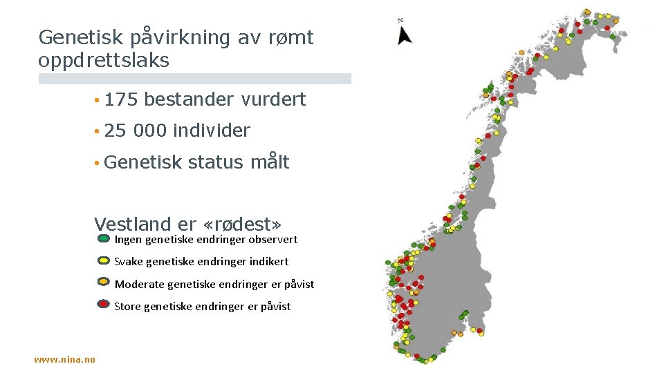 Genetisk påvirkning av rømt oppdrettslaks • 175 bestander vurdert • 25 000 individer •