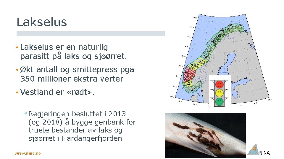Lakselus • Lakselus er en naturlig parasitt på laks og sjøørret. • Økt antall