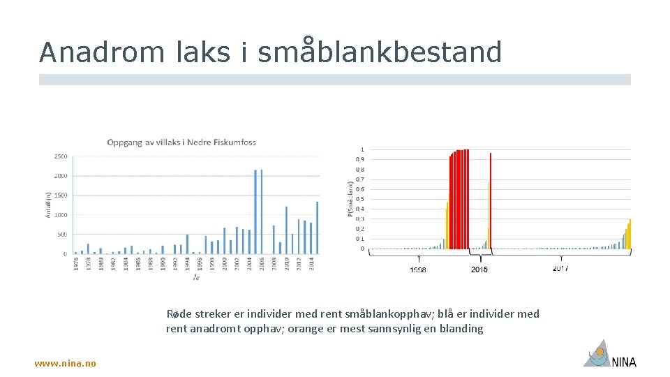 Anadrom laks i småblankbestand Røde streker er individer med rent småblankopphav; blå er individer