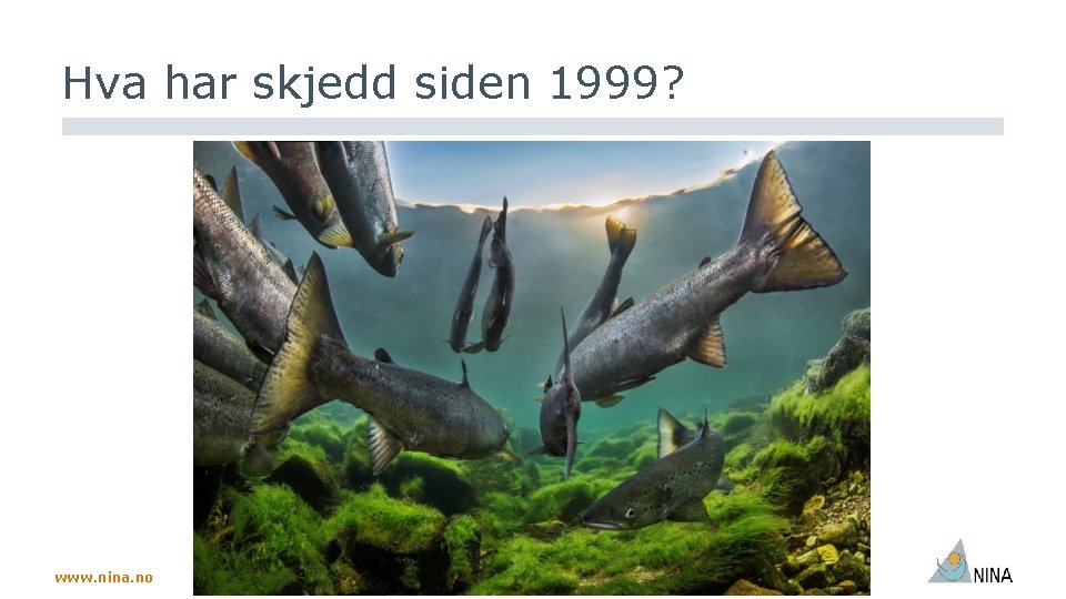 Hva har skjedd siden 1999? www. nina. no 