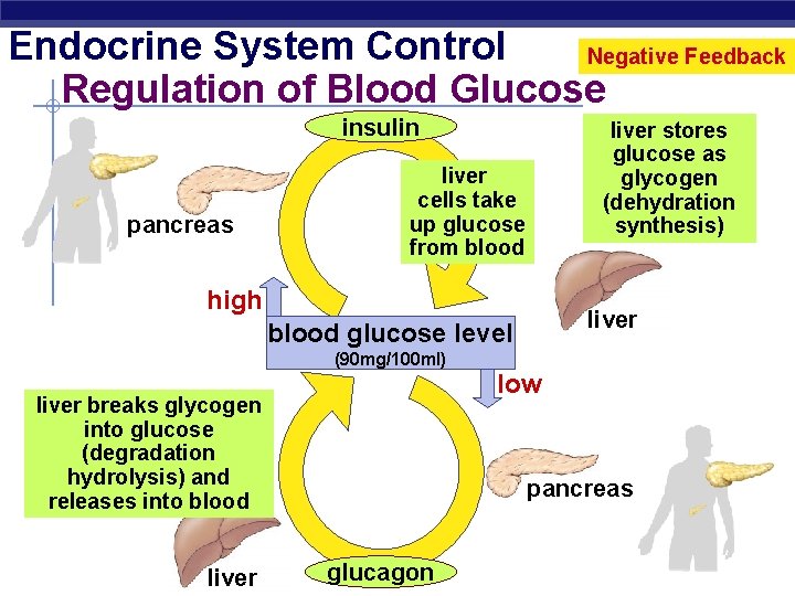 Endocrine System Control Negative Feedback Regulation of Blood Glucose insulin pancreas liver stores glucose