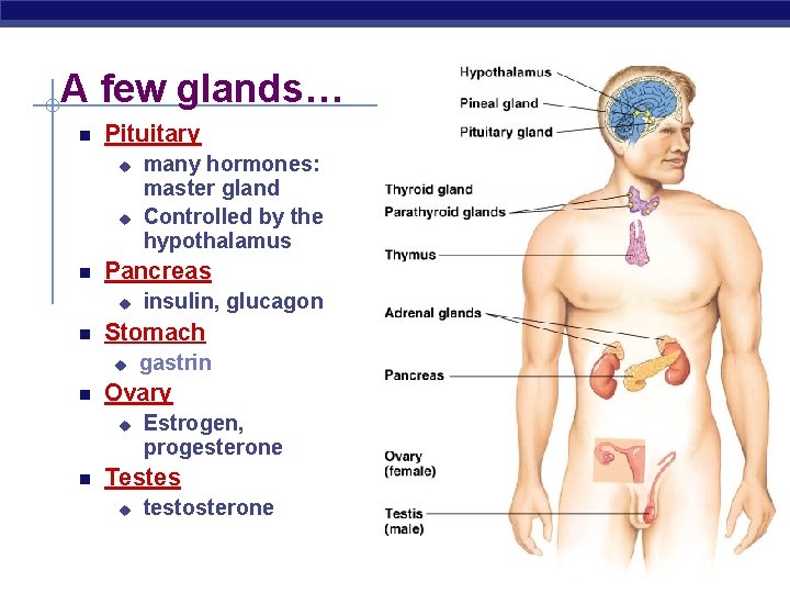 A few glands… Pituitary u u Pancreas u gastrin Ovary u insulin, glucagon Stomach
