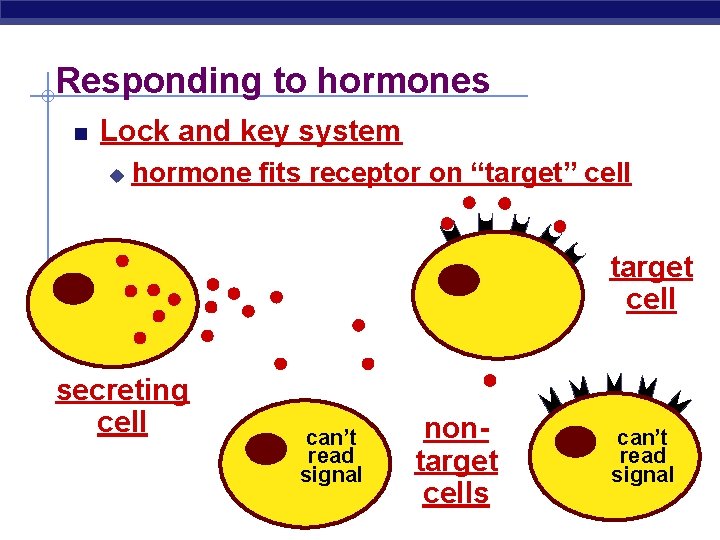 Responding to hormones Lock and key system u hormone fits receptor on “target” cell