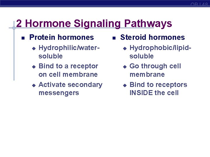 OBJ 48 2 Hormone Signaling Pathways Protein hormones u u u Hydrophilic/watersoluble Bind to