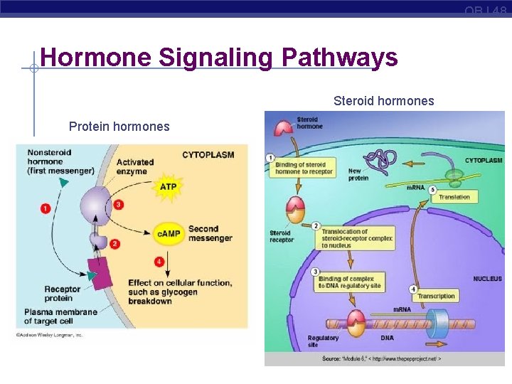 OBJ 48 Hormone Signaling Pathways Steroid hormones Protein hormones 