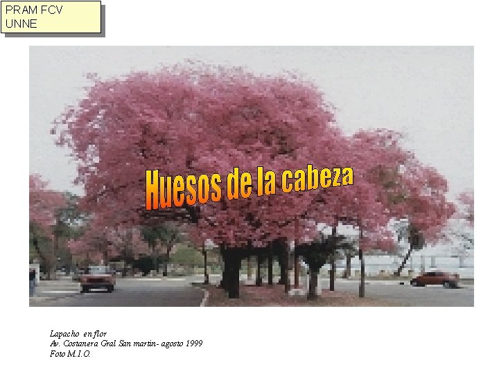 PRAM FCV UNNE Lapacho en flor Av. Costanera Gral San martin- agosto 1999 Foto