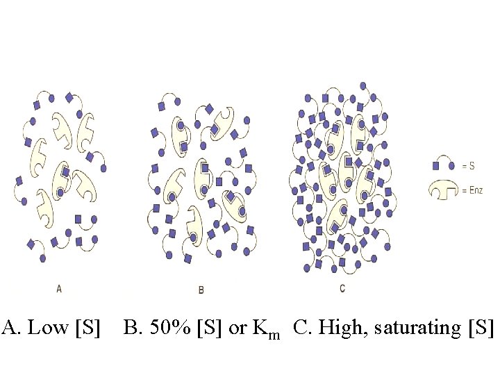 A. Low [S] B. 50% [S] or Km C. High, saturating [S] 