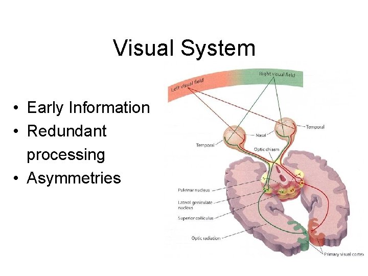 Visual System • Early Information • Redundant processing • Asymmetries 