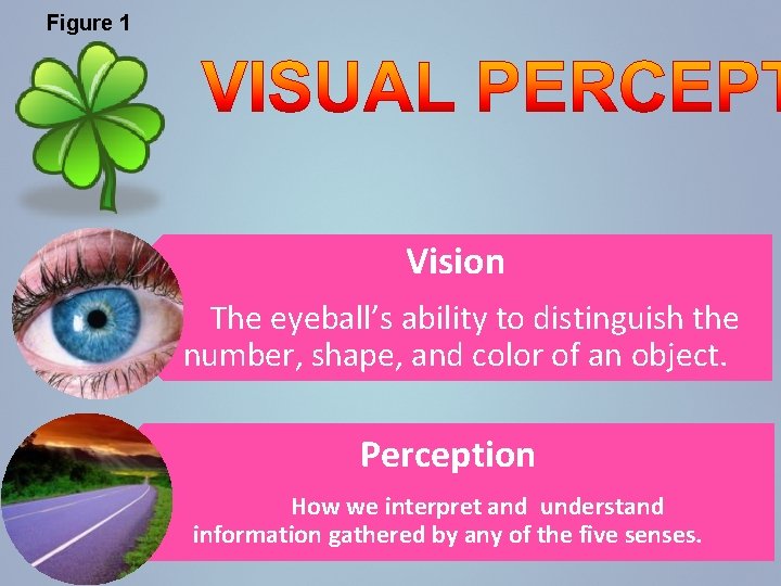 Figure 1 Vision The eyeball’s ability to distinguish the number, shape, and color of