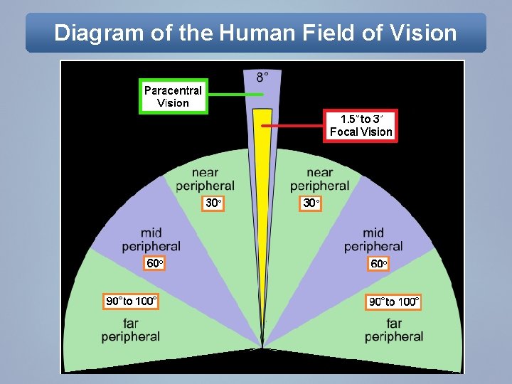 Diagram of the Human Field of Vision 